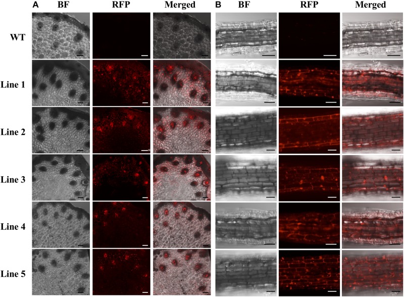 FIGURE 4