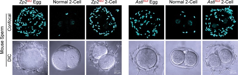 Figure 3