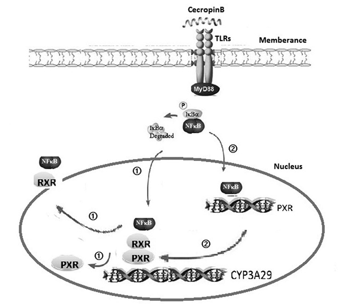 Figure 7