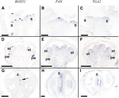 Figure 5.