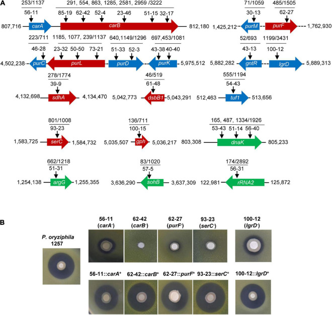 FIGURE 4