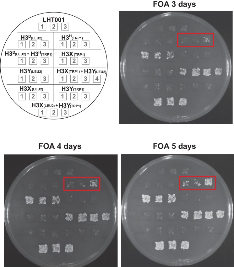 Figure 1—figure supplement 3.