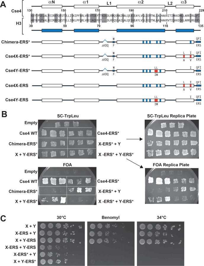 Figure 4—figure supplement 1.