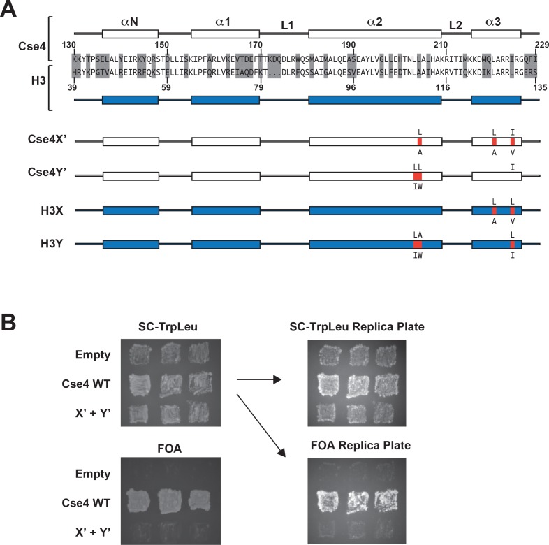 Figure 1—figure supplement 1.