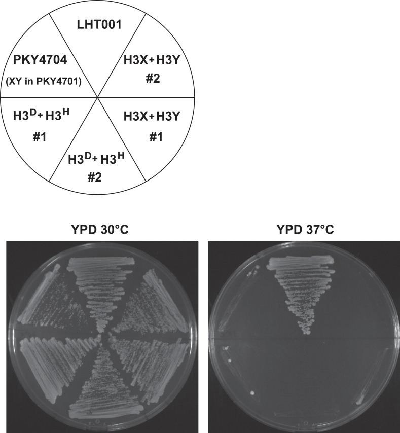 Figure 1—figure supplement 4.