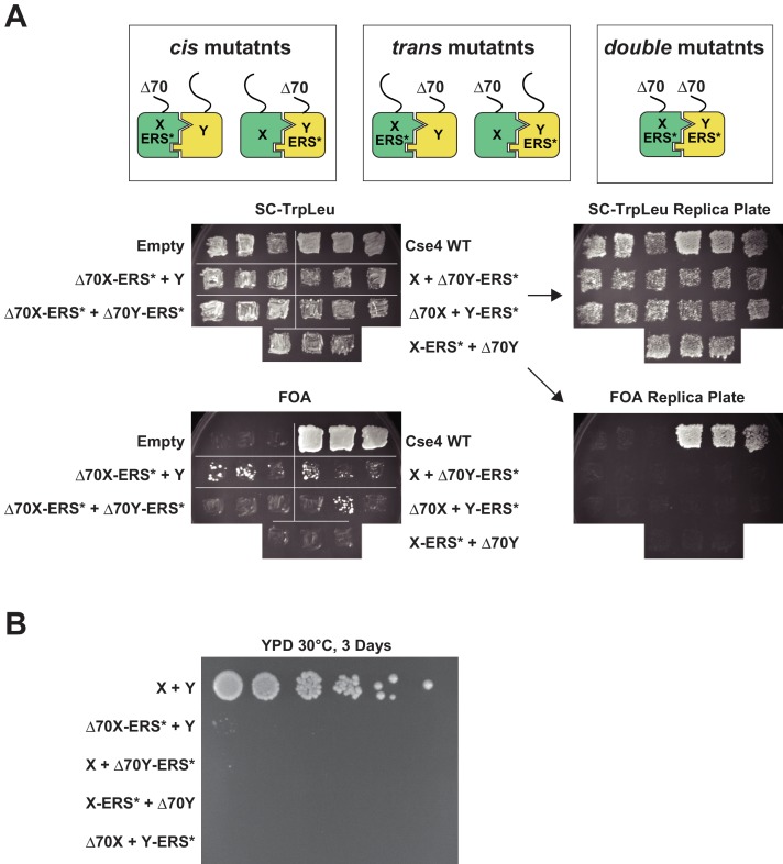 Figure 4—figure supplement 2.