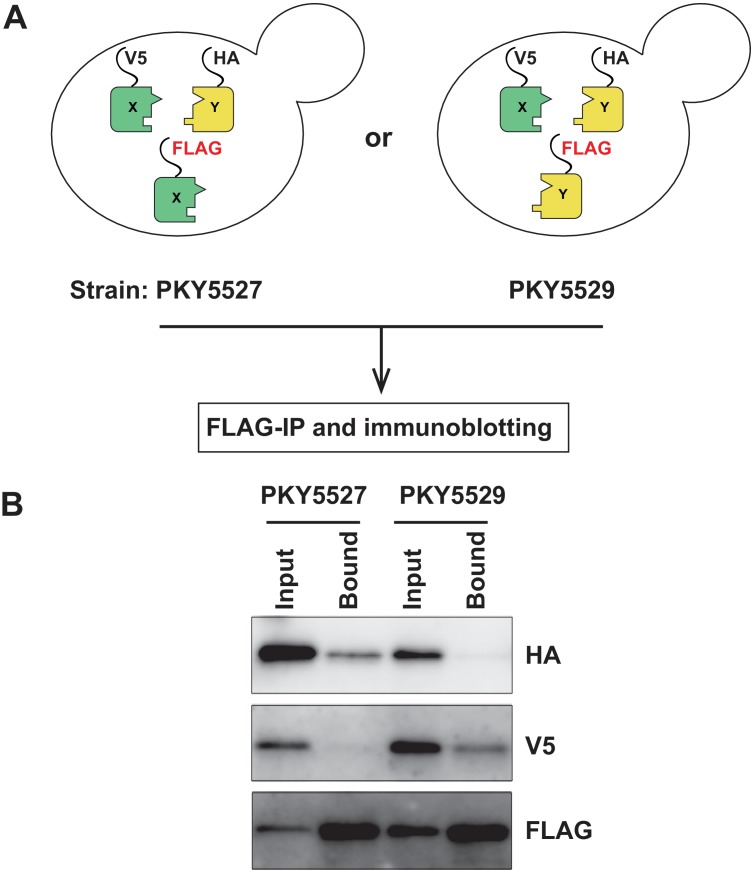 Figure 1—figure supplement 5.