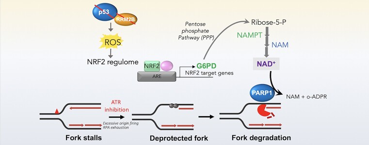 Graphical Abstract