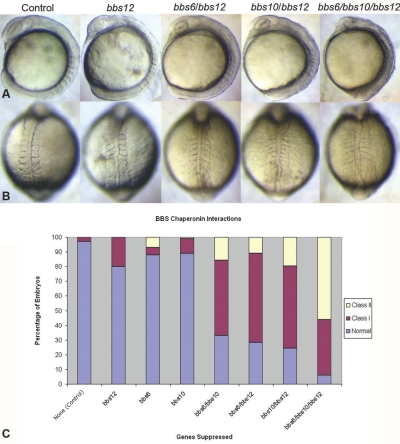 Identification of a Novel BBS Gene (BBS12) Highlights the Major Role of ...