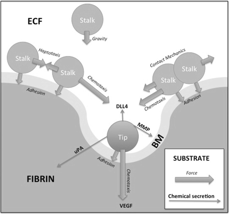 Fig. 6