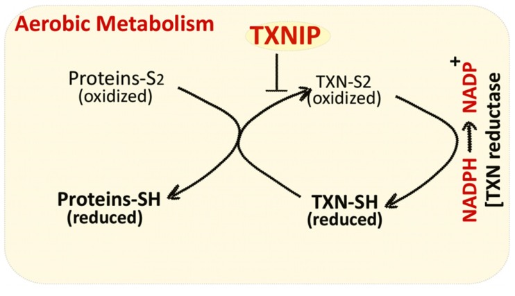 Fig. (1)