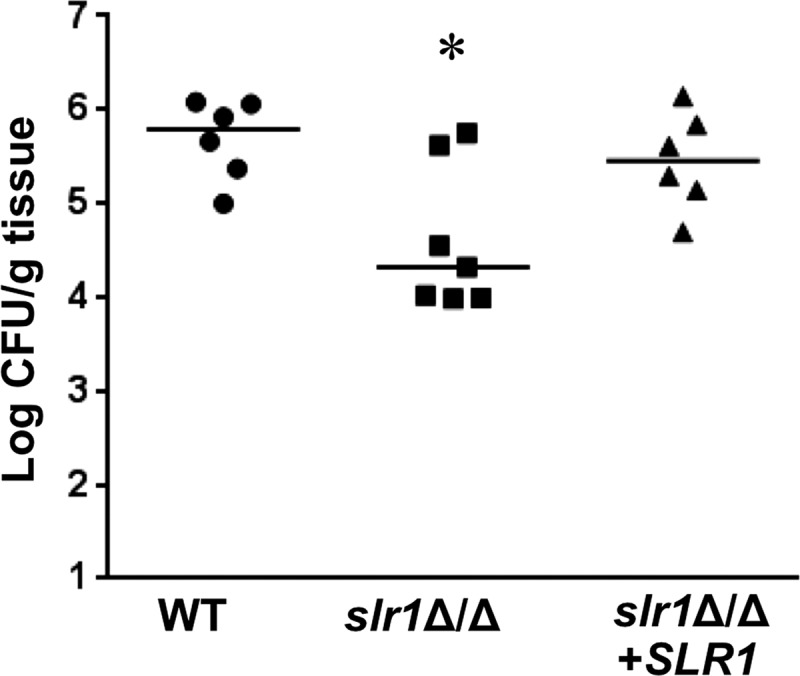 Fig 6