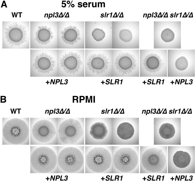 Fig 3