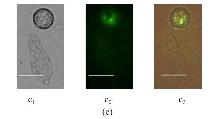 Fig. 5