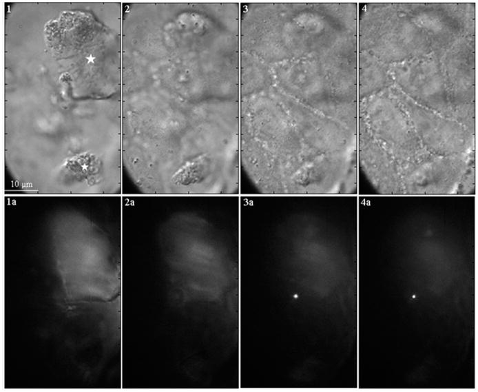 FIGURE 3