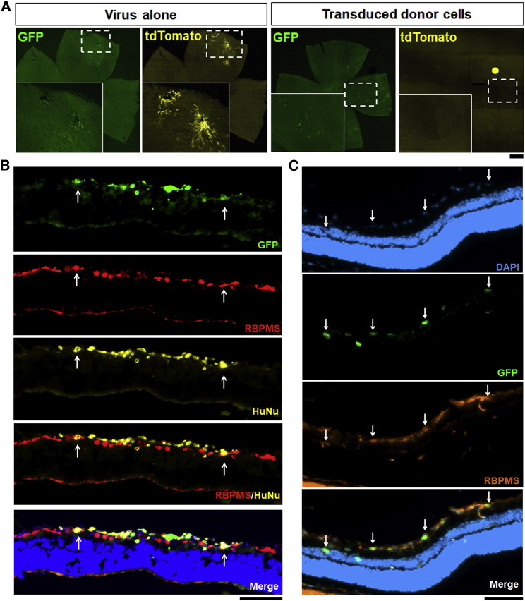 Figure 6