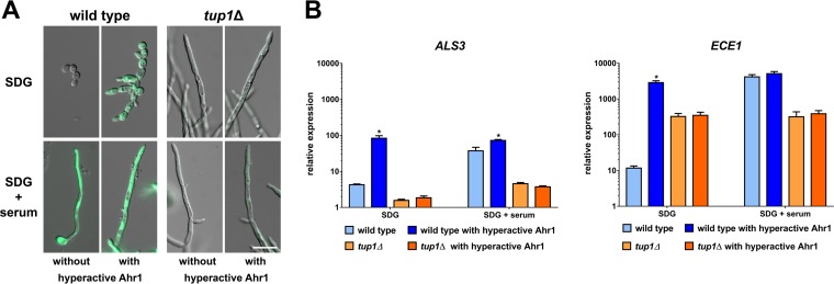 FIG 8