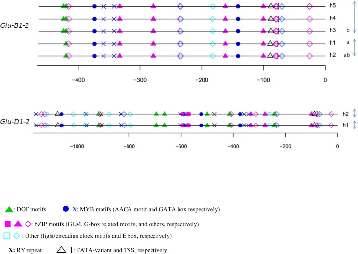 Conserved cis-regulatory modules in promoters of genes encoding wheat ...