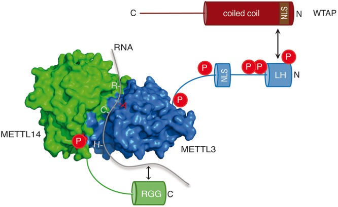 FIGURE 7.