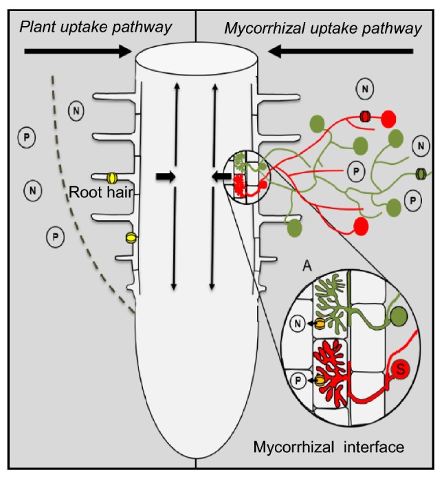 Fig. 6