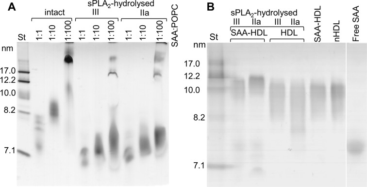 Figure 3—figure supplement 1.