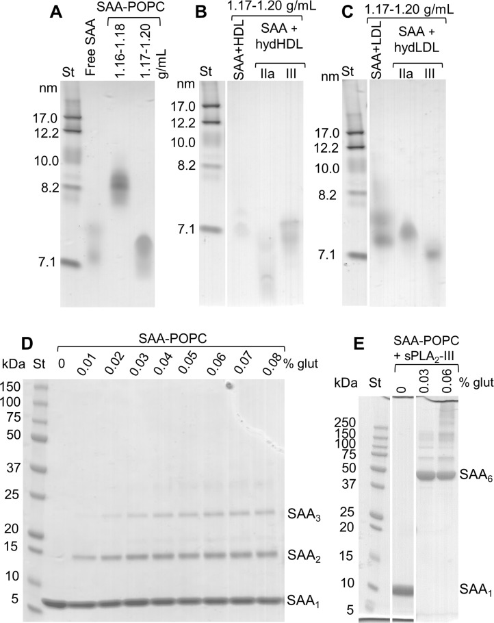 Figure 4—figure supplement 1.