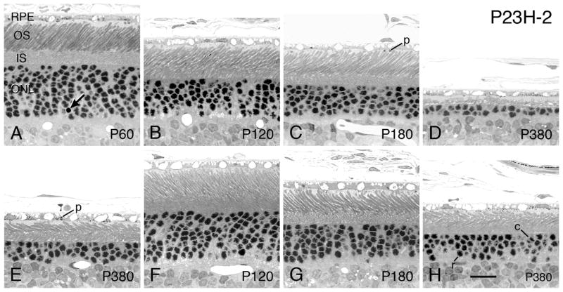 Figure 19