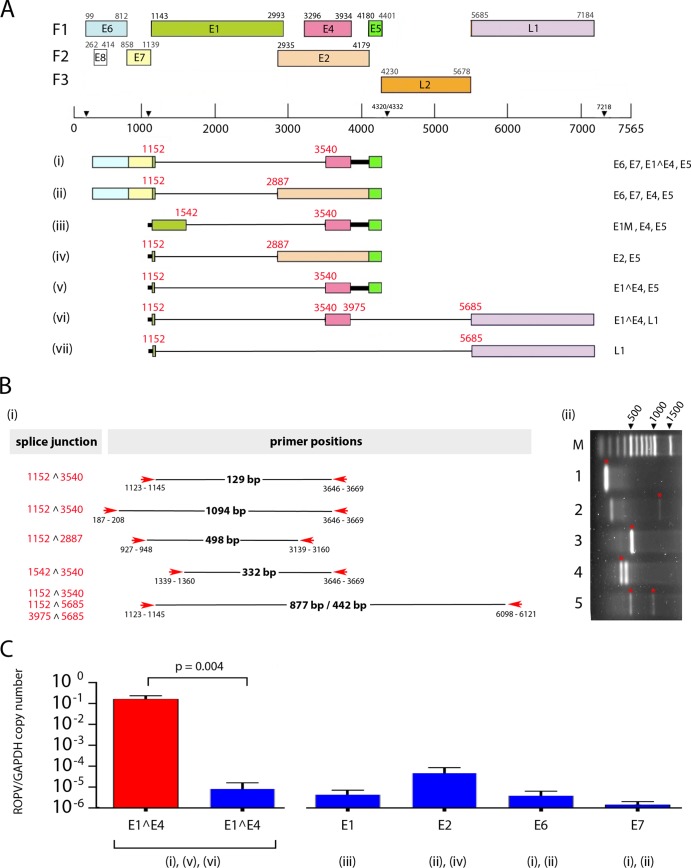 FIG 3