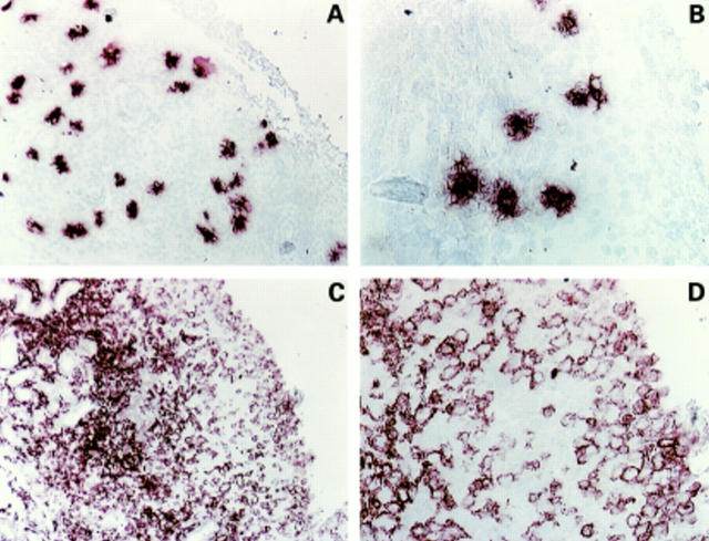 Figure 1  