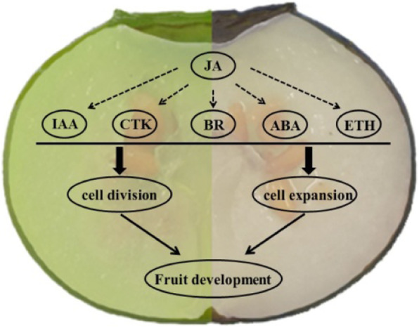 Fig. 6