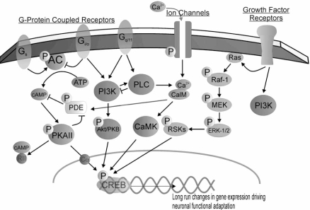 Fig. (1).CREB signalling pathways.