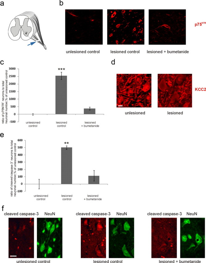 Figure 12.