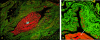 <b>Figure 2.</b>