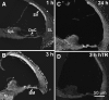 FIG. 2.