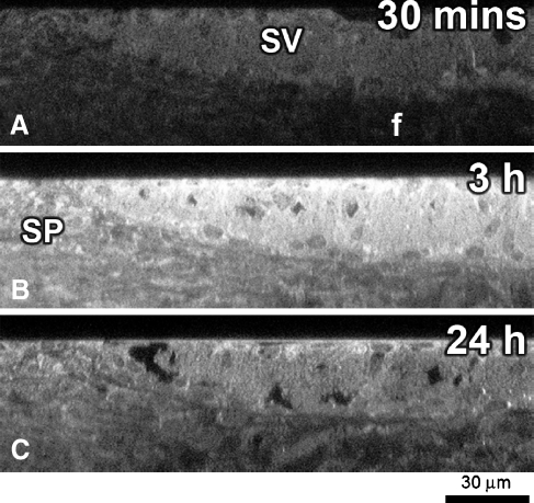 FIG. 4.