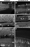 FIG. 8.