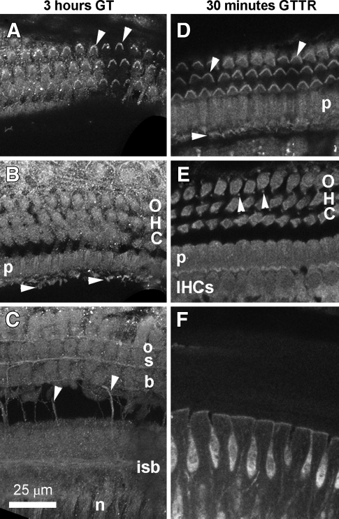 FIG. 8.