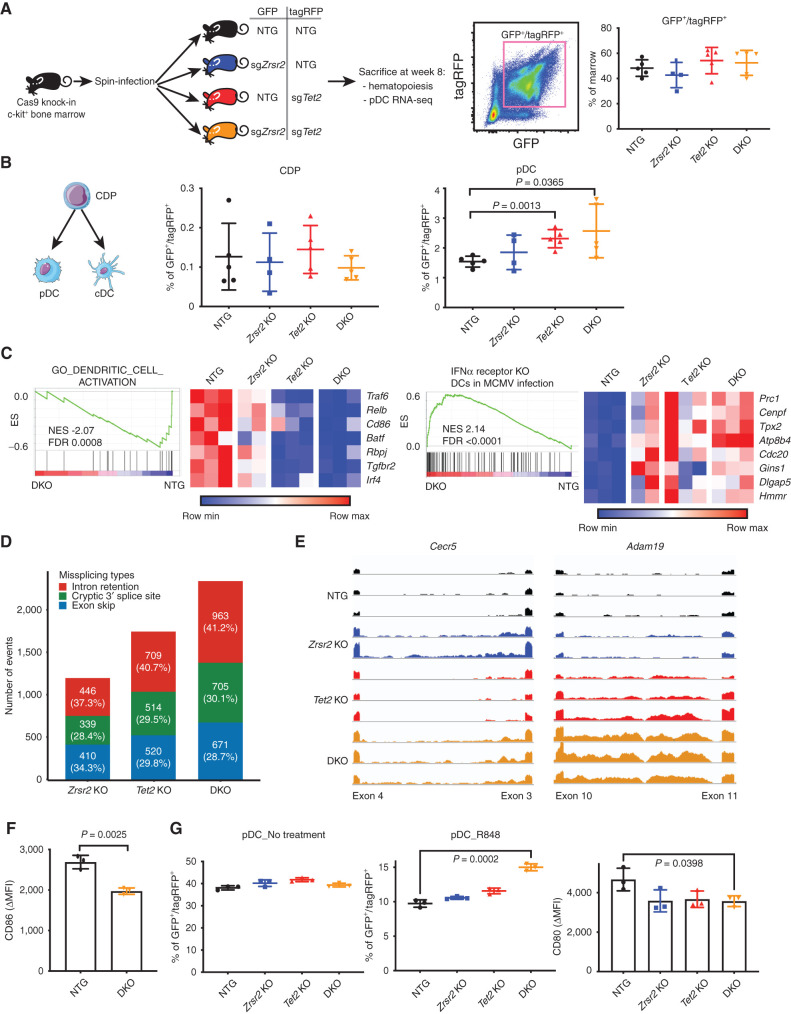 Figure 7. BPDCN-associated mutations in hematopoietic progenitors affect dendritic cell differentiation, RNA splicing, and activation signatures in vivo. A, Schematic of the in vivo experiment. sgRNA-transduced Cas9 knock-in bone marrow c-kit+ progenitors were injected into lethally irradiated wild-type recipient mice. Each guide was marked with either GFP or tagRFP. The percentage of double-positive cells in recipient bone marrow 8 weeks after transplantation is shown. B, Flow cytometry analysis of dendritic progenitor and mature pDCs in sgRNA-positive marrow cells, with groups compared by t test. C, GSEA of RNA-seq in control (NTG) and Zrsr2/Tet2-targeted (DKO) pDCs showing changes in signatures related to DC activation and IFNα receptor-dependent gene expression in the setting of viral infection. Heat map shows expression of the leading-edge genes in GSEA from low (blue) to high (red). MCMV, murine cytomegalovirus. D, Missplicing events in Zrsr2-, Tet2-, and Zrsr2/Tet2-targeted (DKO) pDCs. Events in each condition were calculated by pairwise comparisons between control knockout (n = 3) and Zrsr2-targeted (n = 2), Tet2-targeted (n = 3), and Zrsr2/Tet2-targeted (DKO; n = 3) biologically independent replicates. The number (and percentage) of events in each condition is shown in a single bar. The colors indicate different event types, intron retention (red), cryptic splice site (green), and exon skip (blue). E, Representative RNA-seq reads in Zrsr2-, Tet2-, and Zrsr2/Tet2-targeted (DKO) pDCs visualized on the same scale for Cecr5 (intron retention associated with Zrsr2 loss) and Adam19 (intron retention in Zrsr2- and Tet2-targeted pDCs with additive retention in Zrsr2/Tet2-targeted DKO pDCs). F, CD86 upregulation (ΔMFI) in vivo after systemic treatment with R848 compared with vehicle in control (NTG) or Zrsr2/Tet2-targeted DKO bone marrow pDCs (n = 3 independent animals/group, compared by t test). G, Left two panels, percentage of GFP+/tagRFP+ cells representing the indicated genotypes from in vitro cultures of Cas9 transgenic bone marrow expressing the indicated sgRNAs after vehicle or R848 treatment. Right, CD80 upregulation (ΔMFI) on pDCs of the indicated genotypes from R848 compared with vehicle-treated cultures. N = 3 independent cultures per genotype, groups compared by t test.