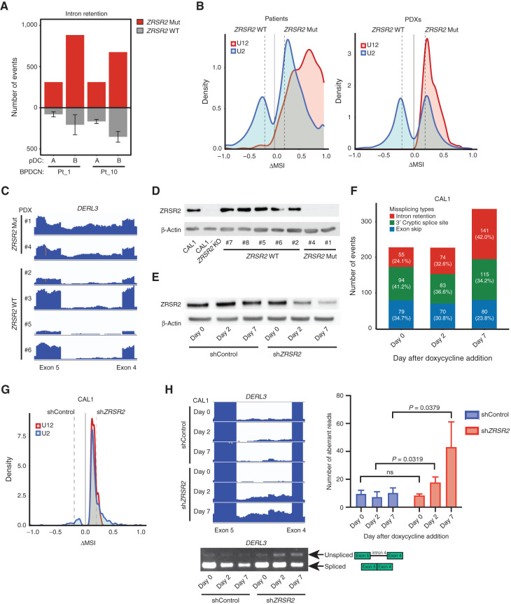 Figure 4. ZRSR2 mutations promote specific missplicing events. A, Intron retention events in BPDCN with a ZRSR2 mutation (n = 2, red) compared pairwise with normal pDCs (n = 2, noted as samples A and B) and to those events in BPDCN with no known splicing factor mutation (n = 4, gray). B, Density plots of frequencies of U2-type (blue) and U12-type (red) introns among aberrantly retained introns (Fisher exact test P ≤ 0.05) in pairwise analyses of ZRSR2-mutant versus wild-type (WT) BPDCN and PDXs. N = 2 ZRSR2 mutant and n = 4 splicing factor wild-type in each. Dotted lines represent ΔMSI −0.2 and +0.2. C, RNA-seq reads of an aberrantly retained U12 intron (intron 4) in human DERL3 from BPDCN PDXs with or without ZRSR2 mutation (equivalent scale for all samples). D, Western blot for ZRSR2 and β-actin in CAL1 cells (parental or ZRSR2 knockout) and in BPDCN PDXs with wild-type or mutant ZRSR2. E, Western blot from CAL1 cells at baseline (day 0) and at 2 and 7 days after doxycycline induction of nontargeting control or ZRSR2-targeted shRNAs. F, Missplicing events after knockdown of ZRSR2 from cells shown in E, calculated by pairwise comparison between ZRSR2 knockdown and controls (n = 3 biological replicates each) on days 0, 2, and 7 of doxycycline induction. The number (and percentage) of events on each day is depicted in a single bar colored by different types of missplicing events: intron retention (red), 3′ cryptic splice site (green), and exon skip (blue). G, Density plots of frequencies of U2-type (blue) and U12-type (red) introns in pairwise analysis of CAL1 with ZRSR2 knockdown versus control on day 7 after the doxycycline induction (Fisher exact test P ≤ 0.05), plotted as in B. H, Left, RNA-seq reads and RT-PCR from CAL1 cells after the induction of control or ZRSR2-targeted shRNA showing retention of DERL3 intron 4. Right, number of DERL3 intron 4 RNA-seq reads plotted for control and ZRSR2 knockdown cells at days 0, 2, and 7 after doxycycline shRNA induction (n = 3 biological replicates each, groups compared by t test).