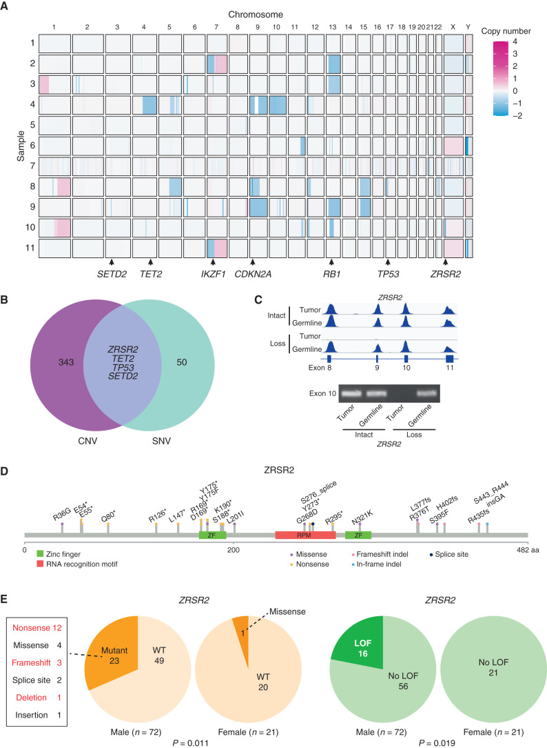 Figure 2. ZRSR2 mutations and their association with BPDCN sex bias. A, Somatic DNA copy number changes in 11 BPDCN identified by WES shown from blue (copy loss) to red (gain). B, Venn diagram showing the four genes with overlap of copy number variations (among 347 protein coding genes observed in at least two patients with VAF ≥0.2) and SNVs (among 54 targeted panel genes or protein coding gene mutations observed in at least two patients by WES). C, Sequencing read traces in the ZRSR2 locus from WES and PCR of exon 10 DNA in tumor/germline pairs from representative BPDCN in males with intact or somatic copy number loss of ZRSR2. D, Schematic of the ZRSR2 protein with amino acid locations and specific mutations (n = 24) detected in BPDCN (n = 93). E, ZRSR2 mutations are male-biased. Twenty-three of 72 male BPDCN had ZRSR2 mutations vs. 1 of 21 female BPDCN (P = 0.011 by Fisher exact test). When restricted to obvious loss-of-function (LOF) mutations (nonsense, frameshift, deletion; marked in red), 16 of 72 male BPDCN had ZRSR2 LOF mutations vs. 0 of 21 female BPDCN (P = 0.019).