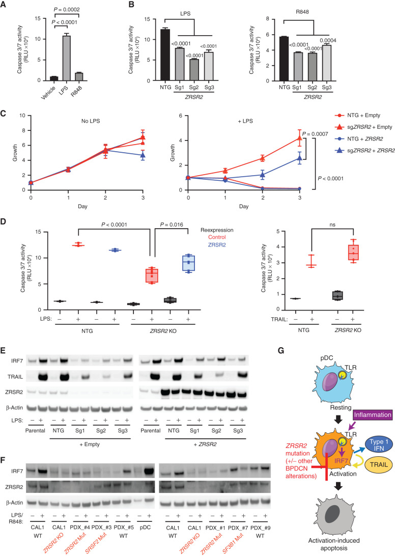 Figure 6. ZRSR2 mutation impairs pDC apoptosis following TLR stimulation, associated with blunted IRF7 and TRAIL induction. A, Caspase 3/7 activity in parental CAL1 cells after treatment with LPS or R848 compared with vehicle control. B, Caspase 3/7 activity in control or ZRSR2 knockout cells after stimulation with LPS or R848 compared with control sgRNA-expressing cells. C, Relative growth of control and ZRSR2 knockout cells, with wild-type ZRSR2 reexpression or empty vector control, is shown in normal medium (left) or in medium containing LPS (right). D, Caspase 3/7 activity in control and ZRSR2 knockout (KO) cells, with wild-type ZRSR2 reexpression or empty vector control, is shown after treatment with LPS or TRAIL. In A to D, n = 3 biologically independent replicates, groups compared by t test. E, Western blot for IRF7, TRAIL, ZRSR2, and β-actin in parental, nontargeting control, and ZRSR2 knockout CAL1 cells, with or without ZRSR2 reexpression, 24 hours after stimulation with LPS or vehicle. F, Western blot for IRF7, ZRSR2, and β-actin in wild-type or ZRSR2 knockout CAL1 cells, BPDCN PDXs of the indicated genotypes, or normal pDCs, with and without LPS (CAL1) or R848 (BPDCN and normal pDCs) treatment. G, Model for BPDCN-associated mutations' contribution to disease pathogenesis. Normal pDCs respond to inflammation via TLR signaling to IRF proteins, such as IRF7, which causes production of inflammatory mediators, such as type 1 interferons and TRAIL, and promotion of a feedback loop that leads to activation-induced apoptosis. pDCs with ZRSR2 mutations and likely also in the presence of other BPDCN-associated alterations are relatively protected from activation-induced apoptosis because they have impaired upregulation of IRF7 and downstream inflammatory mediators.