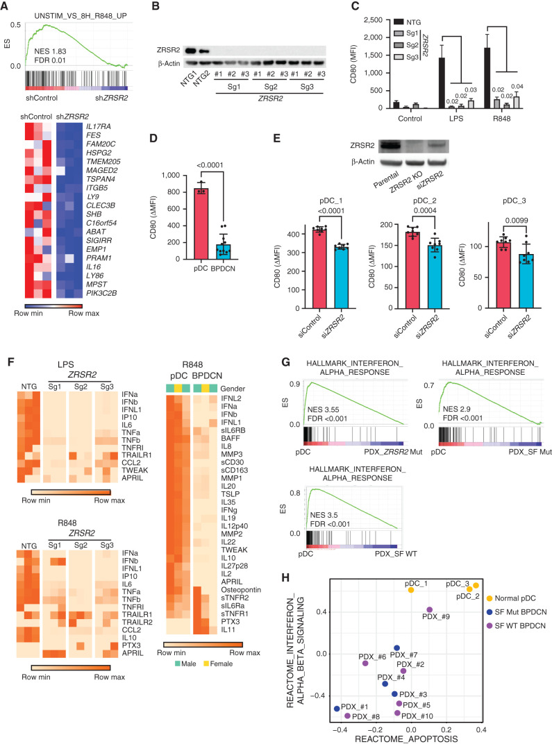 Figure 5. pDC activation by TLR stimulation is impaired by loss of ZRSR2 and in BPDCN. A, GSEA of RNA-seq showing decreased enrichment of TLR7 (R848) stimulated genes in ZRSR2 knockdown cells (shZRSR2 versus shControl CAL1 cells, each after 7 days of doxycycline shRNA induction; n = 3 per condition). Heat map shows expression levels of the leading-edge genes in GSEA from blue (low) to red (high). B, Western blot for ZRSR2 and β-actin in control or ZRSR2 knockout CAL1 cells. NTG1 and NTG2 are independent nontargeting sgRNAs, and Sg1, Sg2, and Sg3 are independent ZRSR2-targeted sgRNAs, each assessed in biological triplicate samples. C, Mean fluorescence intensity (MFI) of cell surface CD80 on control or ZRSR2 knockout CAL1 cells is shown after stimulation with either LPS or R848 (n = 3 biological replicates of each sgRNA, groups compared by t test). D, CD80 upregulation (ΔMFI; MFI stimulated-unstimulated) 24 hours after R848 stimulation in three sets of independent normal donor-purified pDCs and in 11 primary BPDCN PDXs, with groups compared by t test. E, Top, Western blot for ZRSR2 and β-actin in parental CAL1 cells and in CAL1 cells with CRISPR knockout (ZRSR2 KO) or transient knockdown (siZRSR2) of ZRSR2. Bottom, CD80 upregulation after R848 treatment in primary pDCs from three independent healthy donors (pDC_1–3) each with seven to nine biological replicates each transfected with control or ZRSR2 siRNAs, with groups compared by t test. F, Heat maps showing protein quantitation of the indicated cytokines in supernatants of control or ZRSR2 knockout CAL1 cells (n = 3 independent biological replicates of each sgRNA, nontargeting or ZRSR2 targeting) and normal pDCs or BPDCN PDXs (each column is from an independent individual donor or PDX) after stimulation with LPS or R848. BPDCN genotypes, left to right: splicing factor wild-type, splicing factor wild-type, ZRSR2 mutant. G, GSEA of RNA-seq from R848-stimulated normal human pDCs or primary BPDCN PDXs that were ZRSR2 mutated (ZRSR2 Mut), any splicing factor mutated (SF Mut), or without known splicing factor mutation (SF WT). H, Bubble plot of enrichment scores from gene set variation analysis (GSVA) for the indicated type 1 interferon and apoptosis signatures from RNA-seq in normal pDCs (yellow) and BPDCN PDXs (blue, splicing factor mutated; purple, splicing factor wild-type) after treatment with R848.