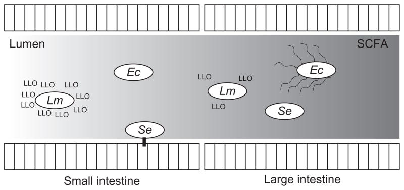 Figure 3.3