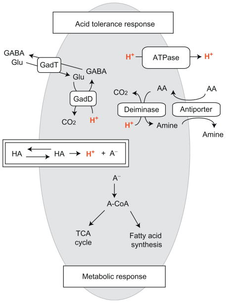 Figure 3.2