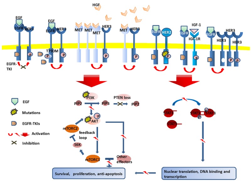 EGFR-TKI resistance in NSCLC patients: mechanisms and strategies - PMC