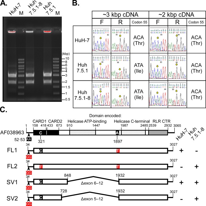 Fig 10