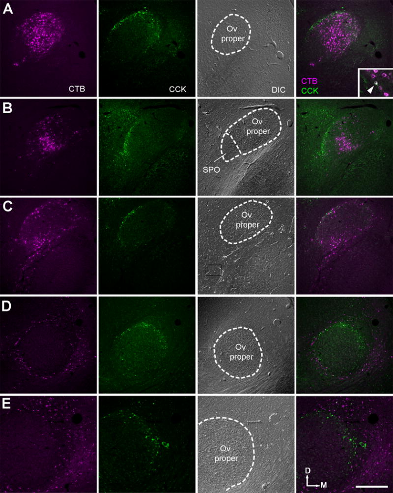 Figure 22