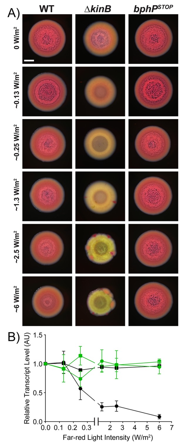 Fig 5