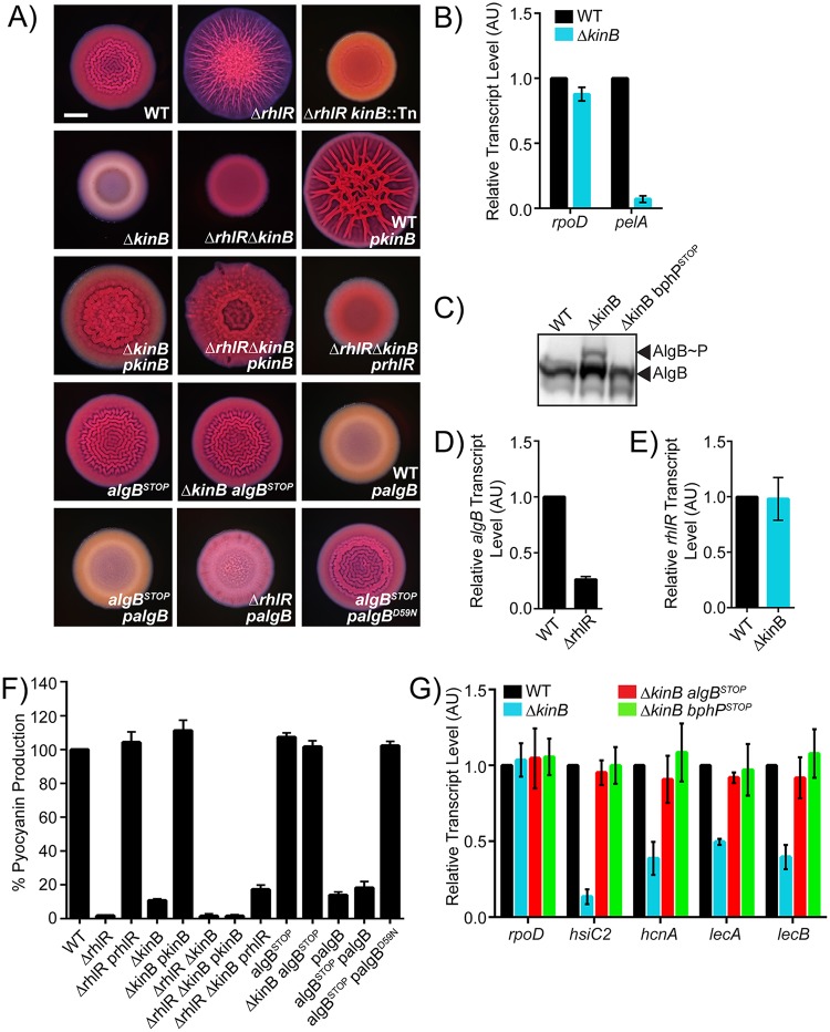 Fig 2