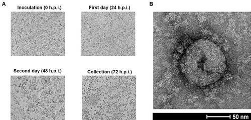 Fig. 2: